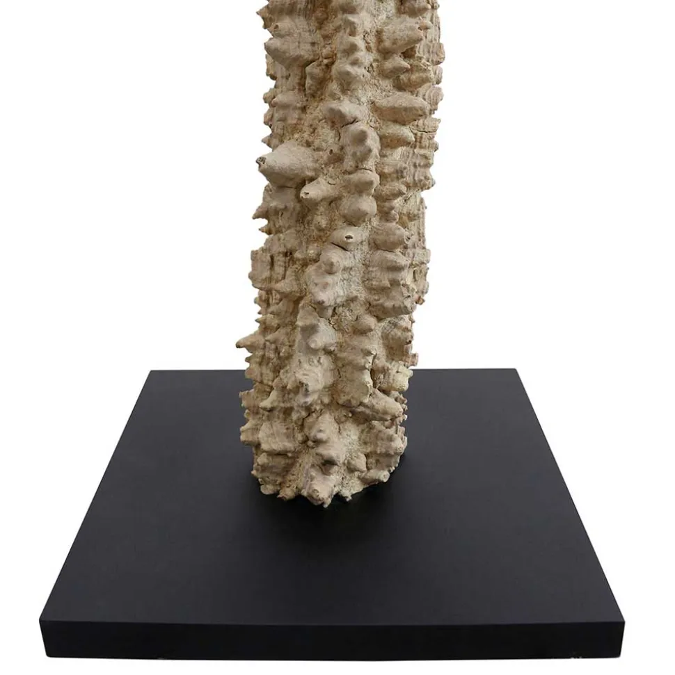 Extravagante Stehleuchte aus Treibholz - Cancan