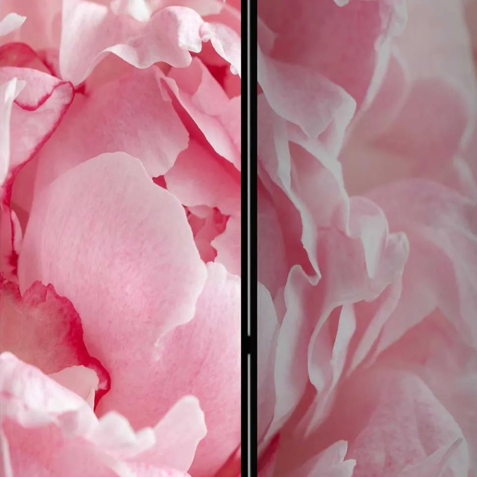 Foto Paravent Close Up Rosen in Rosa - Soms