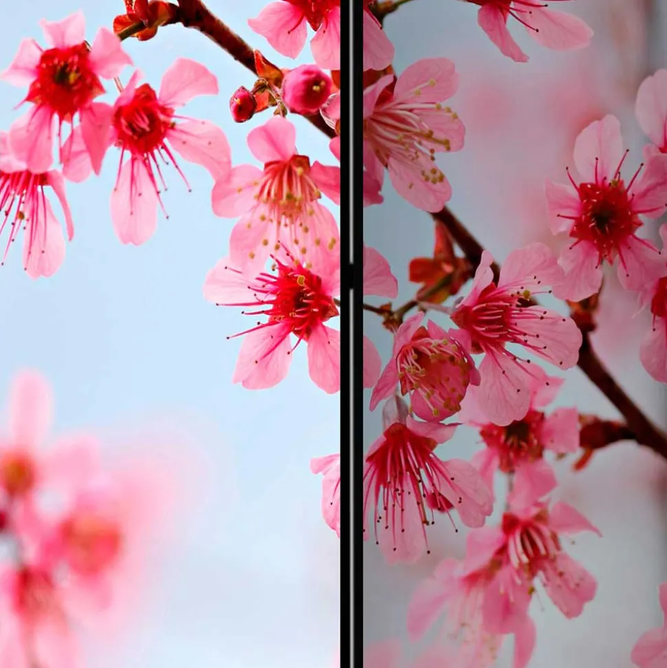Foto Trennwand Kirschblüte in Rosa & Blau - Filler