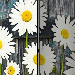 Fotodruck Trennwand mit Margheriten Motiv - Badehma