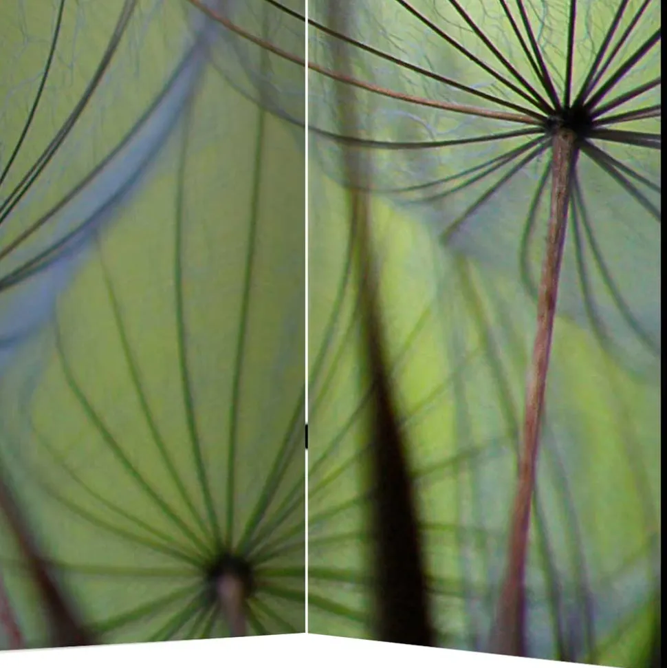 Fotoprint Paravent Close Up Pusteblume - Shalima