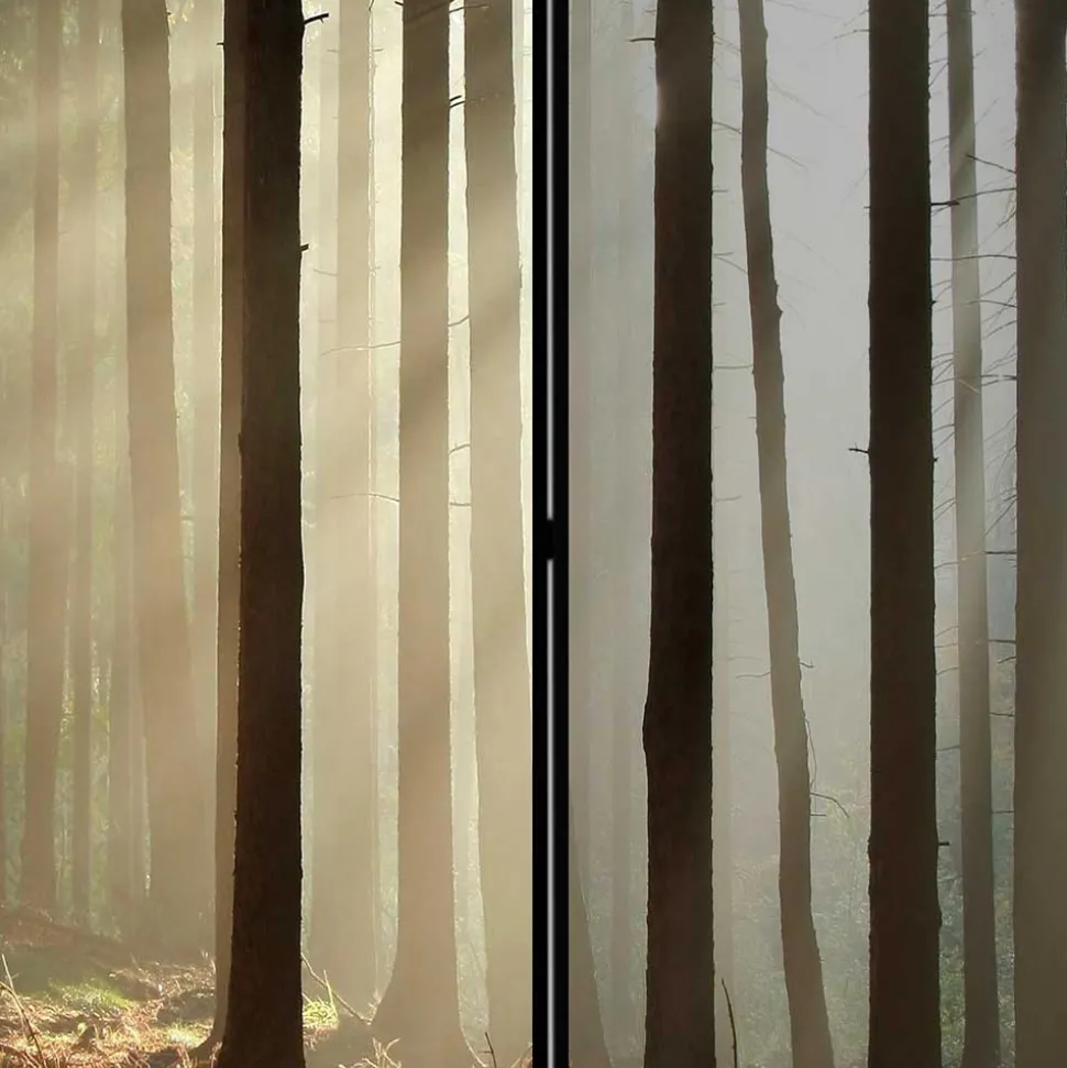 Leinwand Paravent mit Naturmotiv Wald - Nadiola