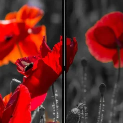 Mobiler Foto Raumtrenner mit Mohn Blumen Motiv - Conwy