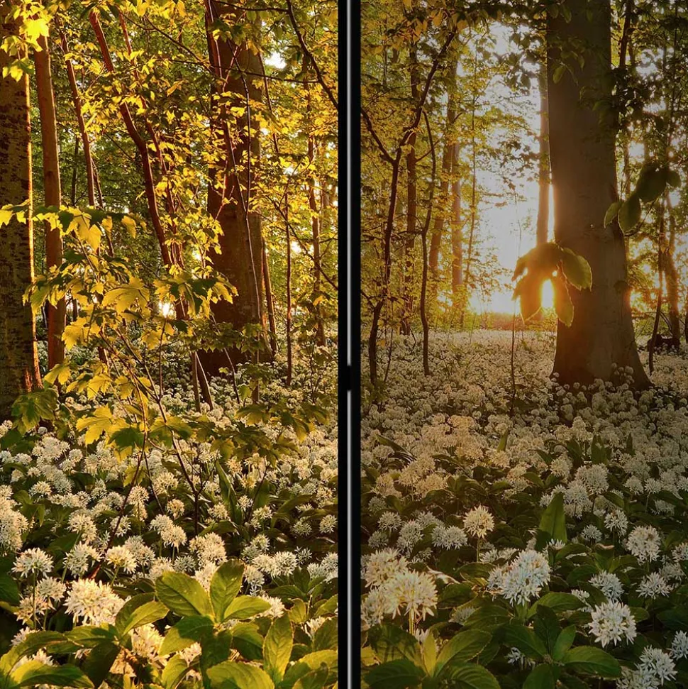 Naturmotiv Paravent Wald Bäume & Bärlauch - Sybila III