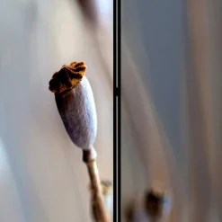 Paravent mit Fotoprint Mohn Samenkapseln - Porongo