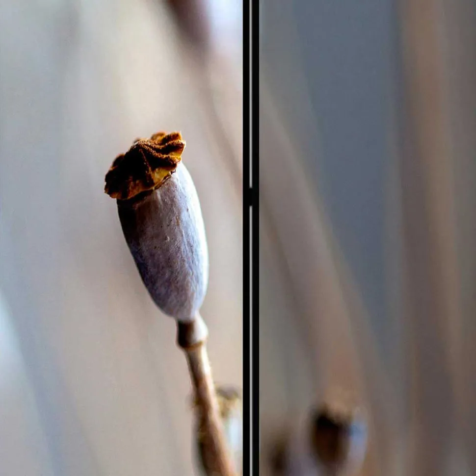 Paravent mit Fotoprint Mohn Samenkapseln - Porongo